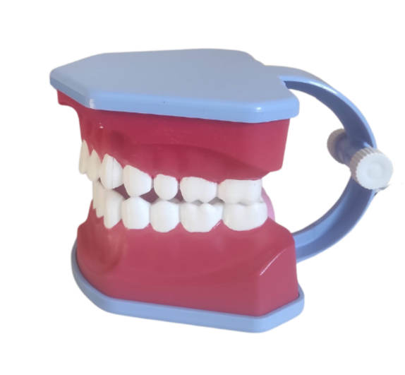 Tooth Brushing Model